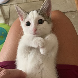 Photo of Willa (lap kitty)