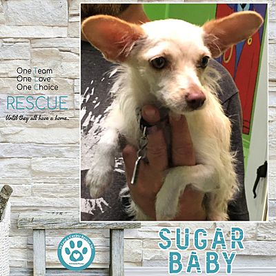 sugar baby chihuahuas