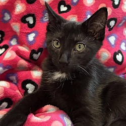 Photo of Mowzer (OS060923Prisock3)