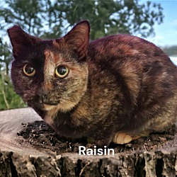 Thumbnail photo of Raisin #1