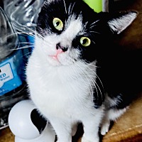 adopt a pet