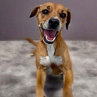 adopt a pet