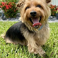 adopt a pet