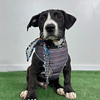 adopt a pet
