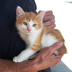 Photo of Orange-White Kitten