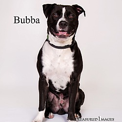 Thumbnail photo of Bubba #2
