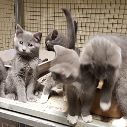 Photo of Gray Kittens