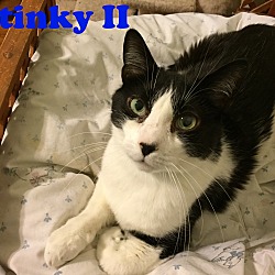 Thumbnail photo of Stinky II #2