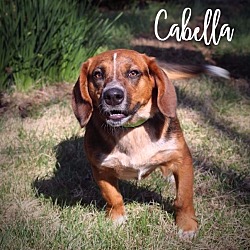 Thumbnail photo of Cabella #3