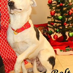 Thumbnail photo of Bolt~adopted! #4