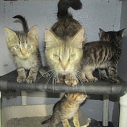 Photo of Natalie + 4 Kittens