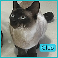 Photo of Cleo