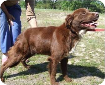 duck toller lab mix