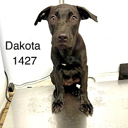 Photo of Dakota