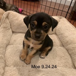 Thumbnail photo of Moe *Available 10/5* Costa Mesa Location #1