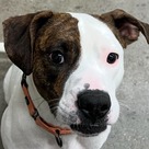 Adopt A Pet :: Mickey - South Haven, MI