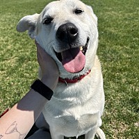 adopt a pet