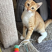 adopt a pet