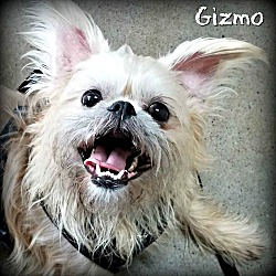Thumbnail photo of GIZMO - Adopted #1