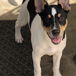 broken arrow humane society