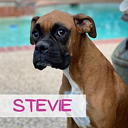 Thumbnail photo of Stevie #3