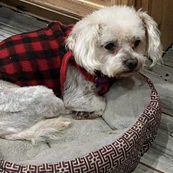 Photo of Teddy Bear