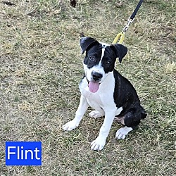 Photo of Flint