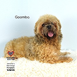 Thumbnail photo of Goomba #1