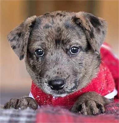 Hartford, CT - Catahoula Leopard Dog/Australian Shepherd. Meet Georgia