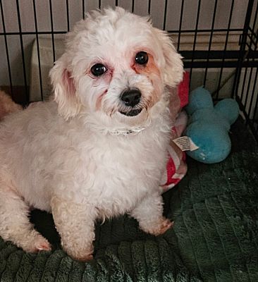 harrison city, PA - Bichon Frise/Maltese. Meet Aurora a Pet for ...