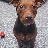 adopt a pet