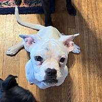 adopt-pet