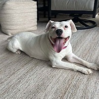adopt a pet