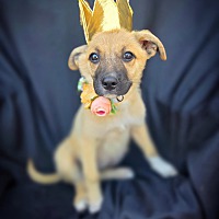 adopt a pet