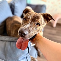 adopt a pet