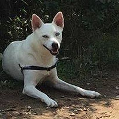 Minneapolis Mn Shiba Inu Meet Pearl A Pet For Adoption