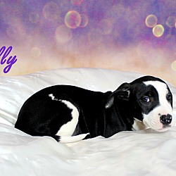 Thumbnail photo of Lilly~adopted! #3