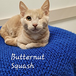 Thumbnail photo of Butternut Squash #1