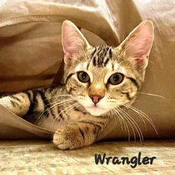 Photo of Wrangler