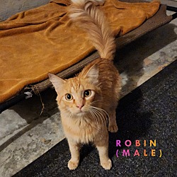 Thumbnail photo of Robin #1