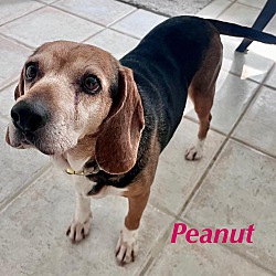 Thumbnail photo of PEANUT #4