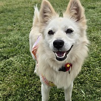 adopt-pet