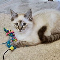adopt a pet