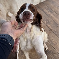 adopt-pet