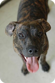 79 Brindle Boxer Lab Mix Puppy l2sanpiero