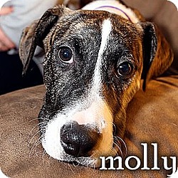 Photo of molly