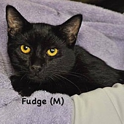 Thumbnail photo of Fudge #1