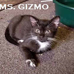 Photo of Ms. Gizmo