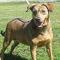 Beebe Humane Society's Desperate House Dogs (NH) in Salem, New Hampshire