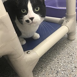 Ontario Spca Leeds Grenville Animal Centre In Brockville
